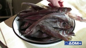 0010 Солёная путассу