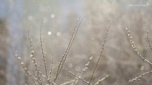 Пение птиц ранней весной.