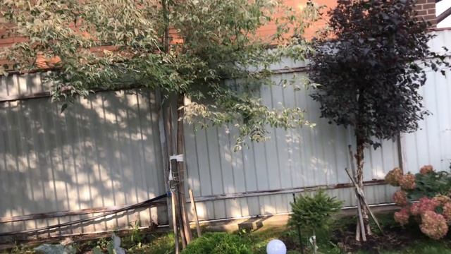 Моя любимая дача 20 сентября 2020 г. Осенние работы. Гортензии.❤️ смотреть онлайн