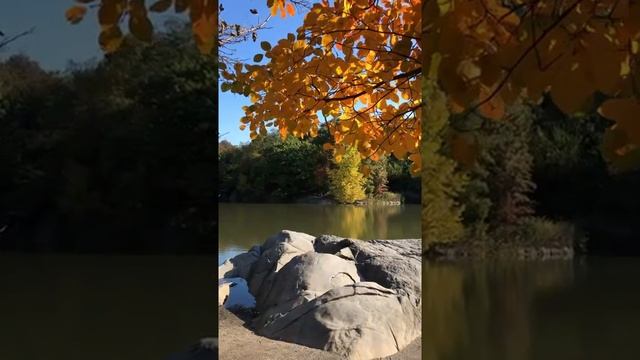 Медитация перед едой ⏰ от Диетолога Минздрава Израиля Sveta Shalaev смотреть онлайн