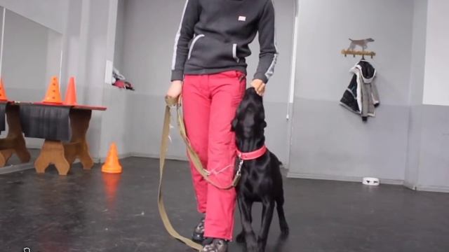 Как самостоятельно научить собаку ходить по команде «Рядом»? Легкое обучение с нуля смотреть онлайн