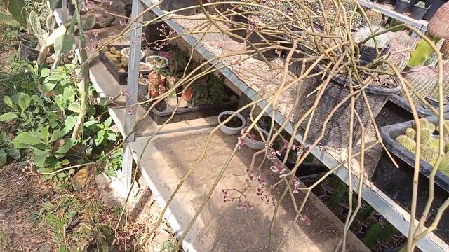 Euphobia guiengola ซากุระทะเลทราย ไม้น่าสะสม @MoomKaset смотреть онлайн