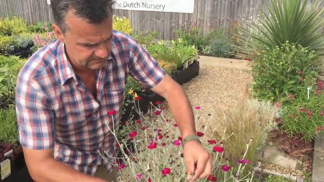 Antony's Gardening Tips - Lychnis смотреть онлайн