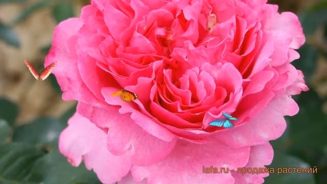 Роза чайно-гибридная Ив Пьяже (yves piaget) ? обзор: как сажать, саженцы розы Ив Пьяже смотреть онлайн