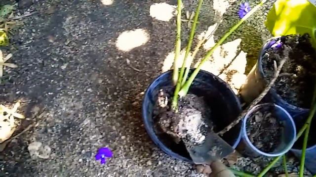 ¿como se reproduce el anturio?/How is anthurium reproduced? смотреть онлайн