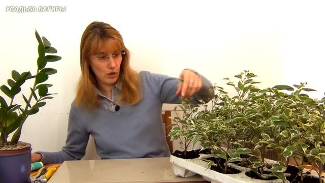 Пересадка комнатных растений смотреть онлайн