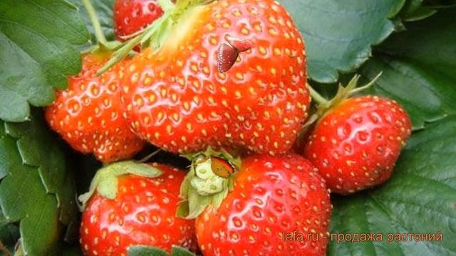 Земляника садовая Мара Де Буа (fragaria ananassa) ? обзор: как сажать, рассада земляники Мара Де Бу смотреть онлайн