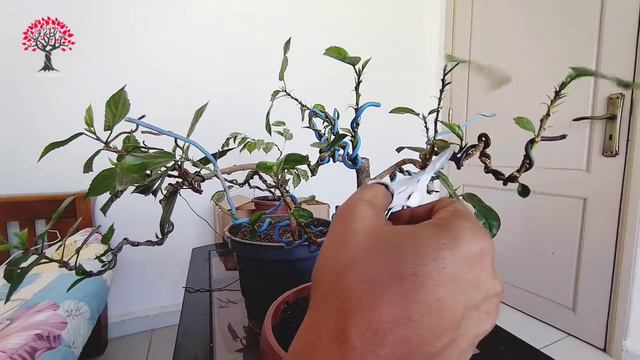 ÉVOLUTION DE MES HIBISCUS PRÉ BONSAÏ смотреть онлайн