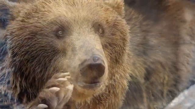К ЧЕМУ СНИТСЯ МЕДВЕДЬ - ВИДЕТЬ МЕДВЕДЯ ВО СНЕ - Толкование Снов - СОННИК смотреть онлайн