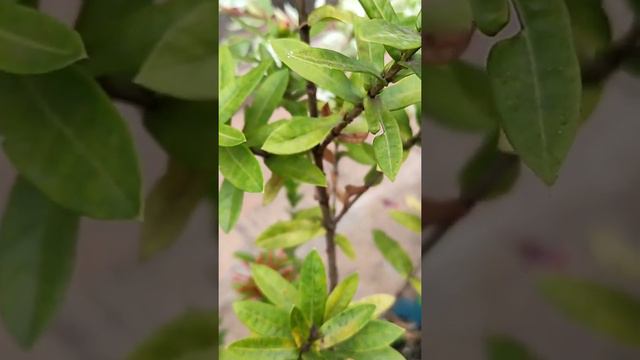 ixora possui fruto e sementes? смотреть онлайн