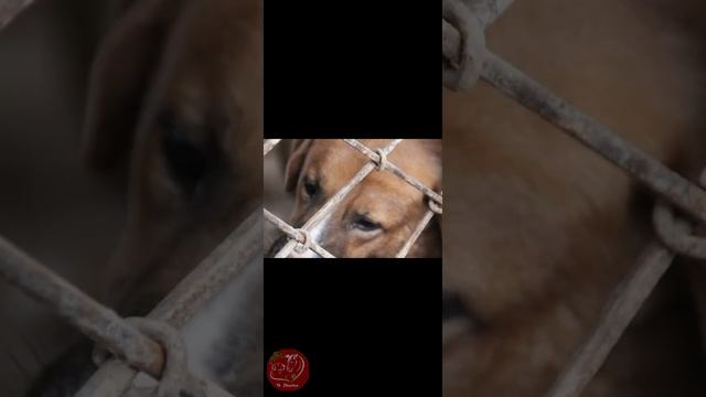 Четыре лапы Ташкент приют. Андрей очень старался для Вас ?❤️? смотреть онлайн