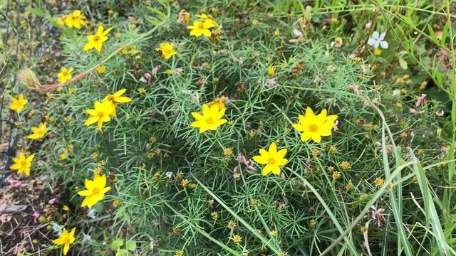 Das Mädchenauge/Coreopsis verticillata, gelbe Polster/Bienen?weide für den Garten смотреть онлайн