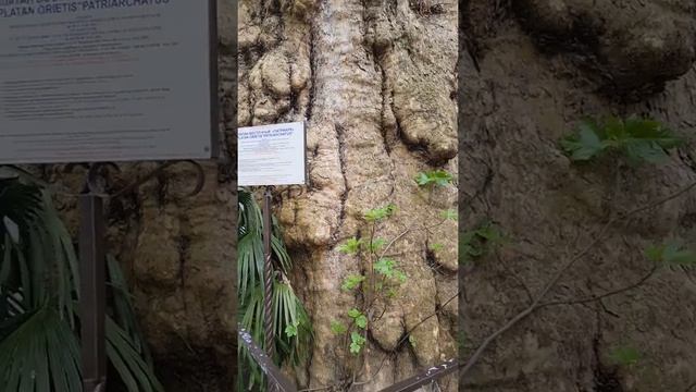 Восточный патриарх, это гигантский платан в Адлере. смотреть онлайн