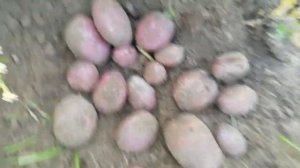 Картофель «Цыганка» 🥔Изумительный сорт 💯👍🥔