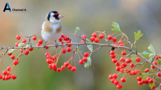 Saka Sesi - Saka Huylandırma - Carduelis - 2021 смотреть онлайн