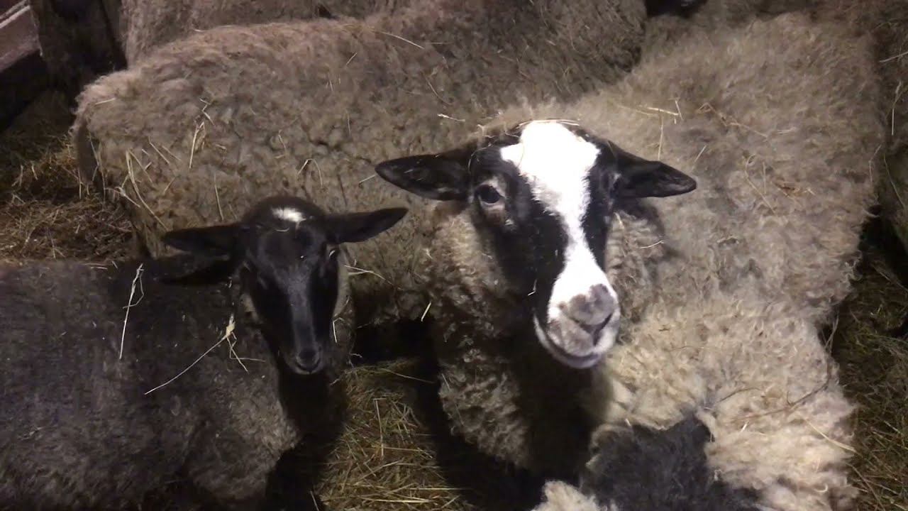 Романовские овцы в Калининском районе Тверской области.Декабрь 2021г смотреть онлайн