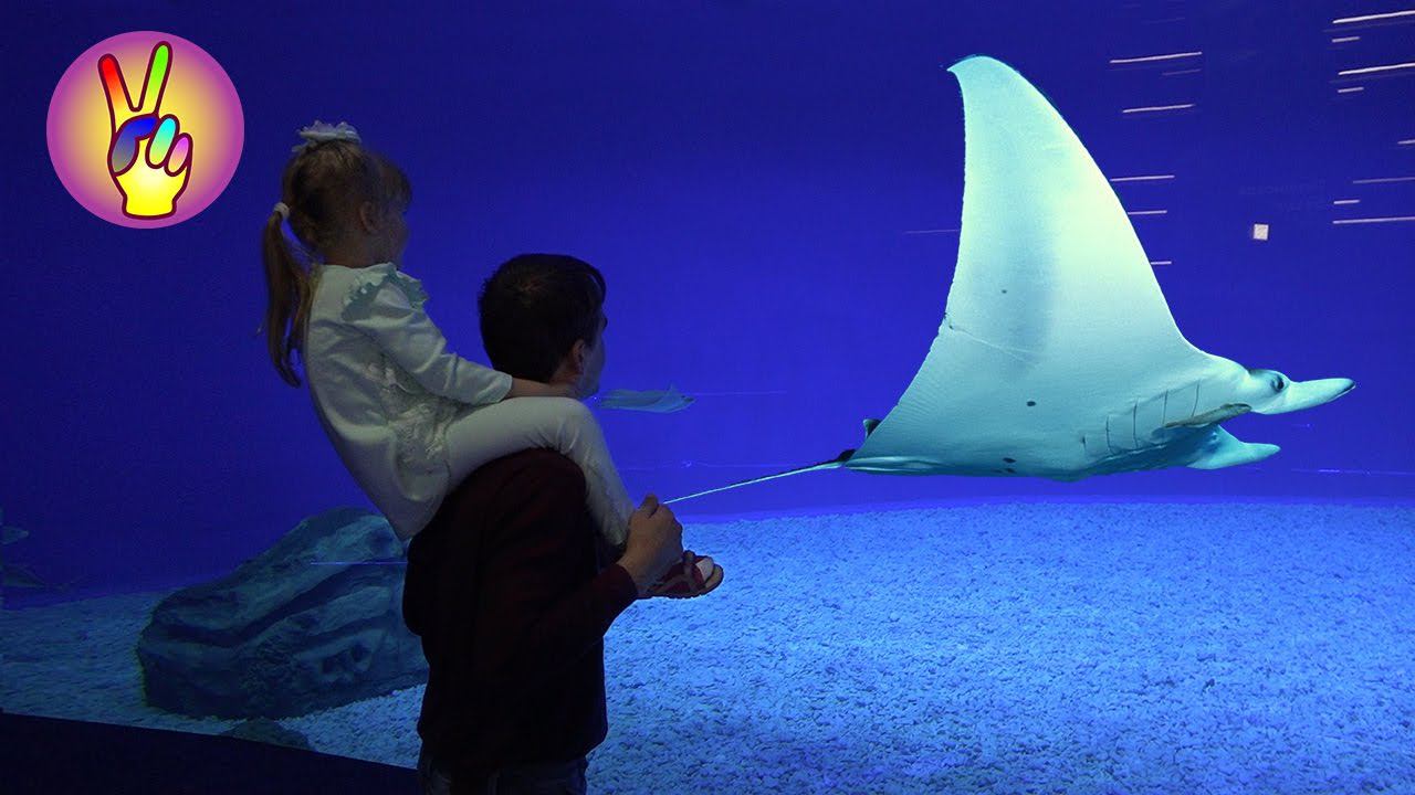 Приморский ОКЕАНАРИУМ Владивосток ВЛОГ Primorsky Aquarium Vladivostok.