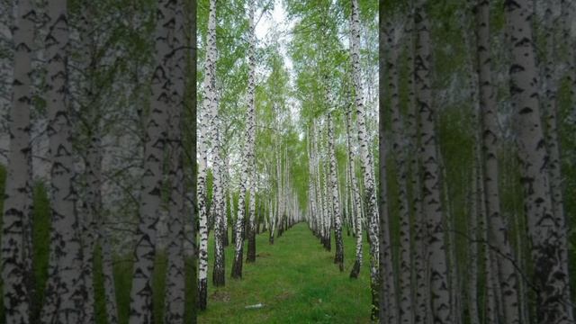 Почему у берёзы белый ствол? #берёза #белыйствол #дерево #деревья #природаземли #природа #shorts смотреть онлайн