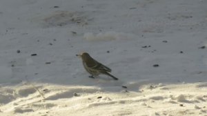 Чечетка - птичка как воробей с красной головой