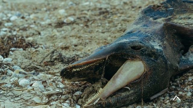 Chupacabra: Unveiling the Truth About the Vampire Beast of the Americas смотреть онлайн