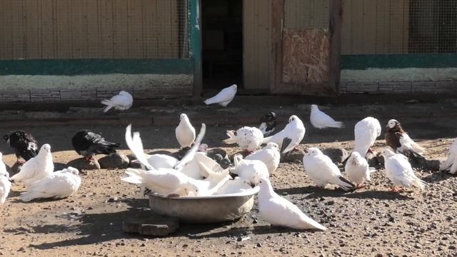 Молодые голуби покоряют небо!