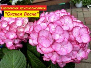 Гортензия крупнолистная "Okskaya Vesna" (Окская весна)