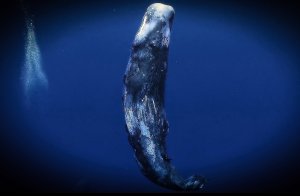 кашалот
