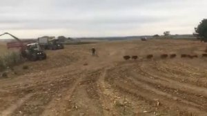 Посмотрите сколько кабанов в кукурузе! Убегают от комбайна.