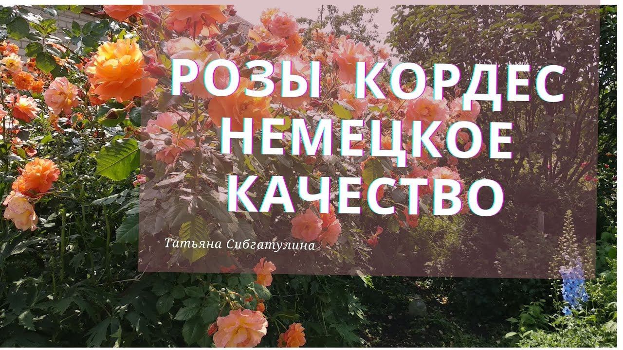 Розы Кордес в моем саду смотреть онлайн