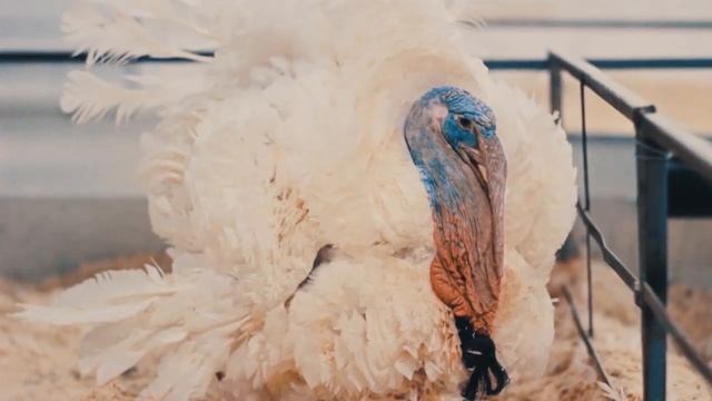"Евродон", комплекс по производству мяса индейки смотреть онлайн