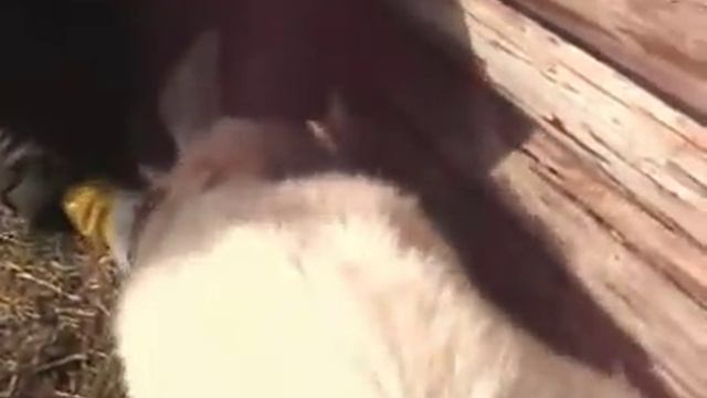 Тяжелые роды у Козы 2 смотреть онлайн