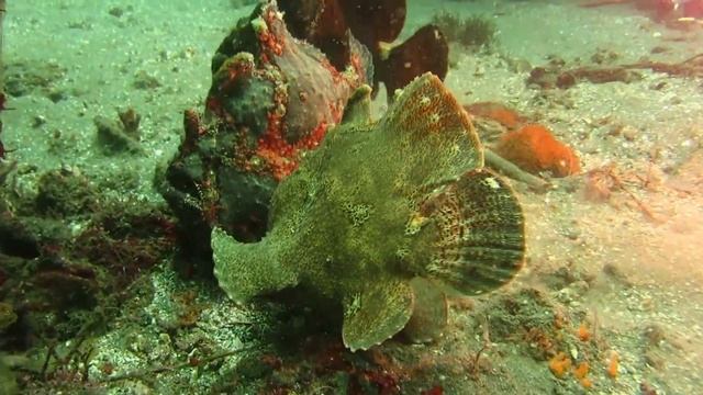 Рыба-лягушка (frogfish) смотреть онлайн