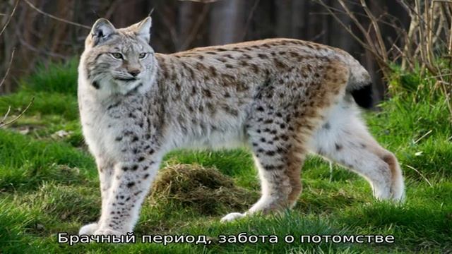 Фотографии рыси смотреть онлайн