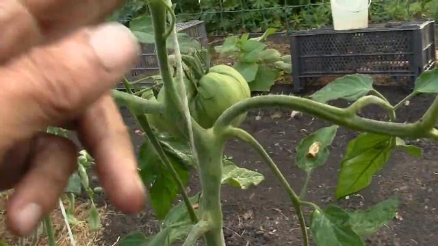 ЛЕТО. Какую формировку выбрать смотреть онлайн