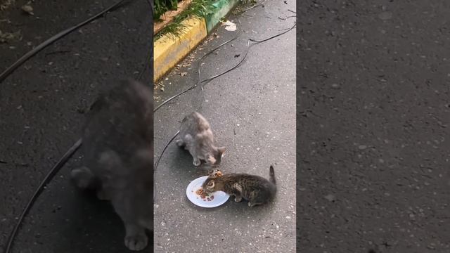 Помощь бездомным животным города Новороссийска. смотреть онлайн