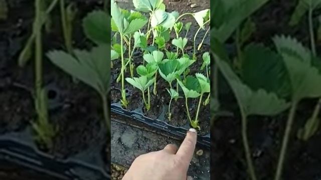Закладка рассады клубники. Срез усов клубники. Торф+перлит. смотреть онлайн