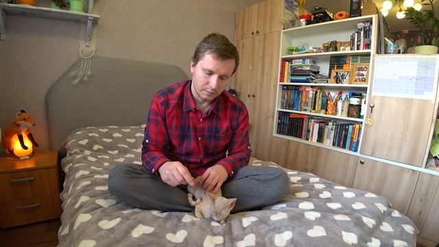Девон-рекс (Devon Rex) - КОТ почти без хлопот! смотреть онлайн