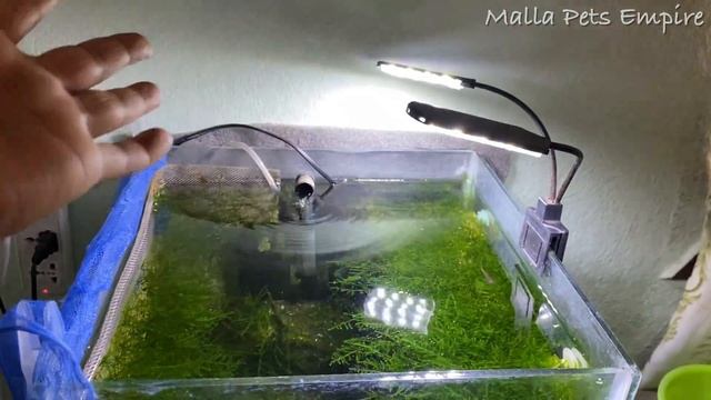 After 9 months Moss Tank Update Video - Malla Pets Empire смотреть онлайн