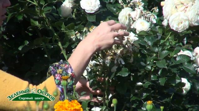 Подготовка к зиме кустарниковых (шрабы) роз. смотреть онлайн