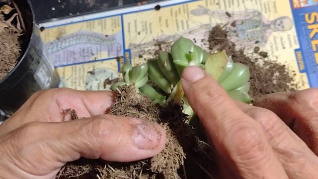 Graptoveria 'Olivia' unpotting смотреть онлайн