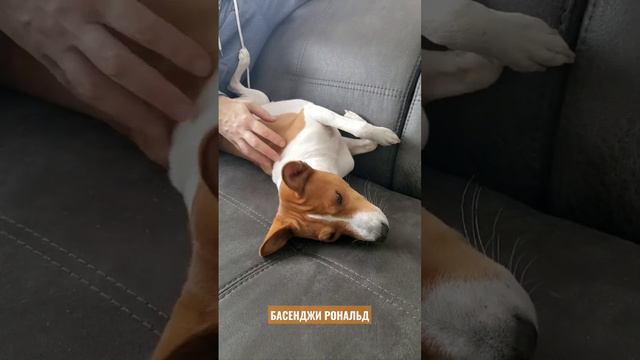 Почеши мне, почеши. Басенджи Рональд смотреть онлайн