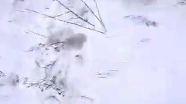 Wolf Chono чоно волк (Mongold- in Mongolia) смотреть онлайн