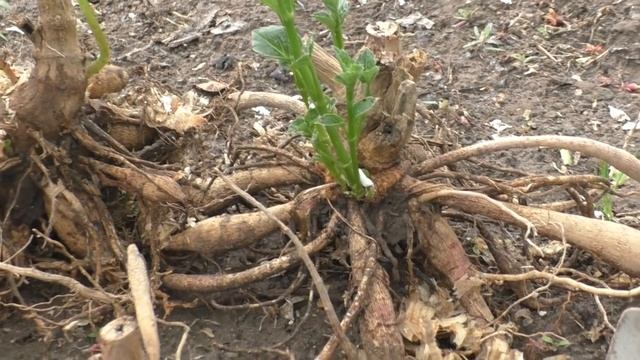 СУПЕР ПРОСТОЙ СПОСОБ ПРОРАЩИВАНИЯ ГЕОРГИН. КОГДА ПРОРАЩИВАТЬ ГЕОРГИНЫ? Мои цветы. Мой опыт. смотреть онлайн