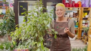 Фикус Голден Кинг - пестролистный фикус бенджамина | Как определить насколько вырастет фикус