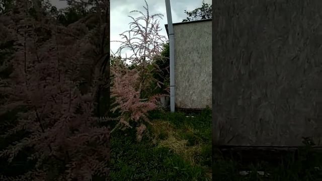 цветет тамарикс смотреть онлайн