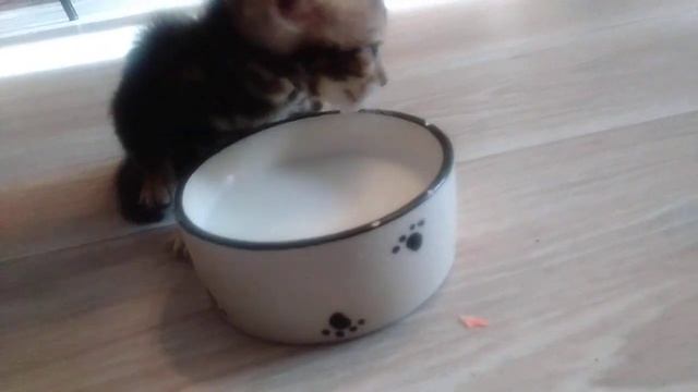 Первый прикорм, котятам 29 дней! смотреть онлайн