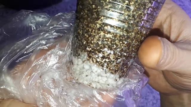 Огурцы. Корни отрезаны. Давайте разберёмся! смотреть онлайн