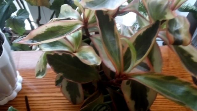 ПЕПЕРОМИЯ ДАЛА ДЕТКУ РАЗМНОЖИМ АРБУЗНУЮ!!! смотреть онлайн