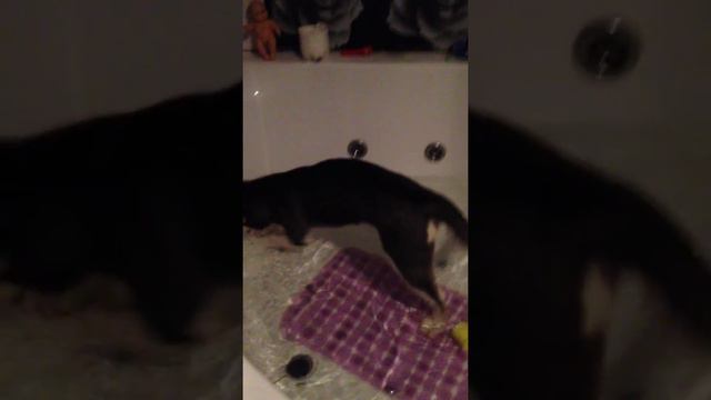 Хаски Грета первый раз в ванной) ловит воду смотреть онлайн