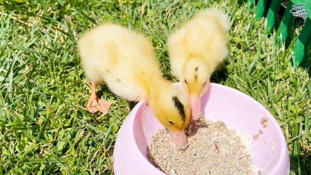 Funny duckling swims in a basin which the rest of the ducklings drink смотреть онлайн